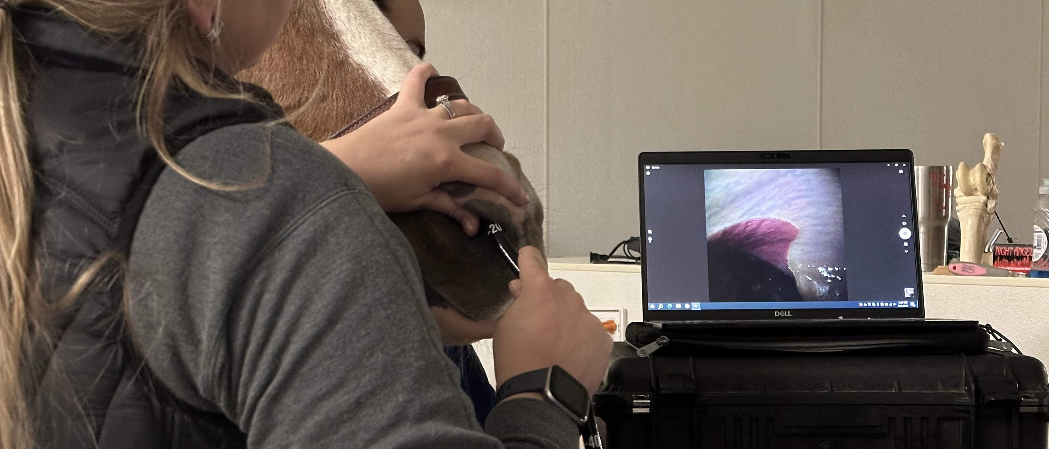 Buckeye Veterinary Service GASTROSCOPY Diagnosing stomach ulcers